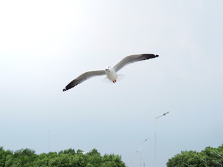 Seagulls are flying on a white sky background. In the concept of love, freedom, friendship, indulgence, power and travel to the world.