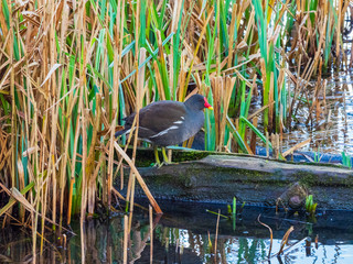 Moorhen On a Log by a Lake
