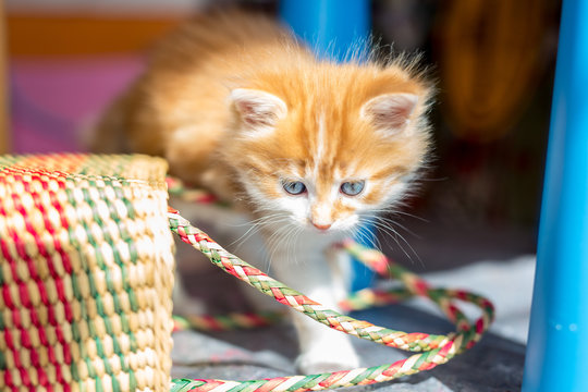 blue eyed kitten plying in a basket