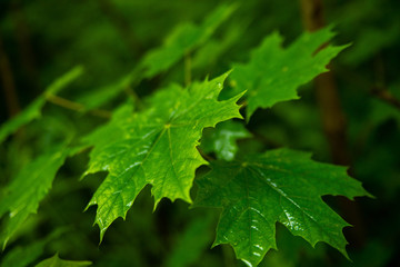 green leaves of maple