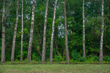 Fototapeta premium trees in the forest