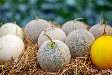 The fresh melons on the husk or hay in the farm of good season. 