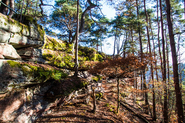 Herbstwald auf dem Kauertweg in Dahn