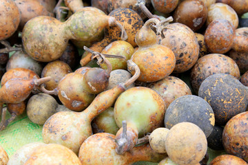 dried gourds
