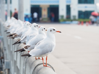 Seagull stands in a row on the edge of a concrete bridge. Looks neat and orderly.
