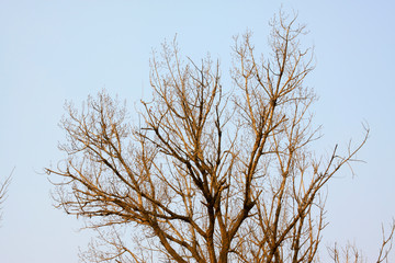 Fototapeta na wymiar dry branches