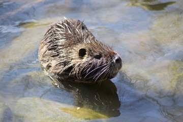 Nutria