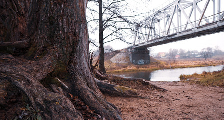 bridge in the forest