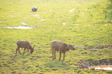 Fototapeta na wymiar Water buffalo eating grass. Rural tourism and beautiful landscape in Thailand.