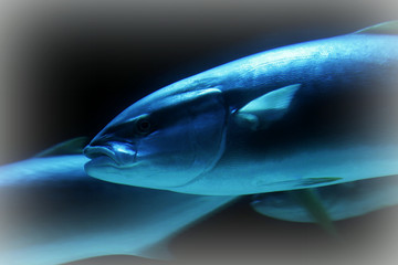 Close up of yellow fin tuna