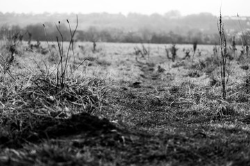 grass b&W