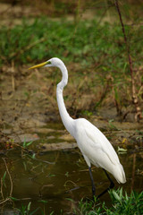 Image of Great Egret(Ardea alba) on the natural background.Large egret or great white heron, White Birds, Animal.