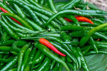 The group of fresh chili pepper as background in the natural light. 