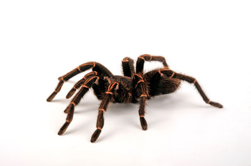 Peruanische Vogelspinne (Thrixopelma lagunas) - tarantula from Peru