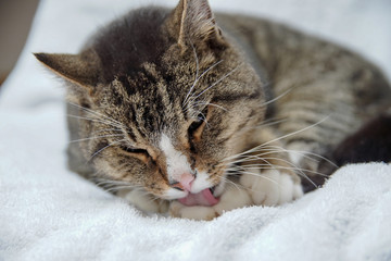 Katze beim Putzen