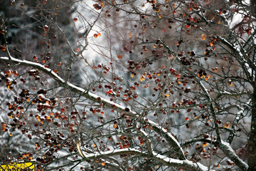 Apple tree on winter time