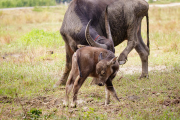 Image of buffalo mother and little buffalo on the natural background. Wildlife Animals.