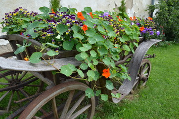 Dekoracja kwiatowa w starej bryczce, dorożce © Ewa
