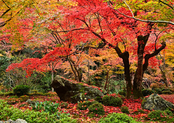 庭園の紅葉