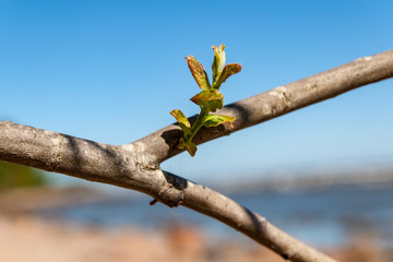 wild random flowers blooming in nature