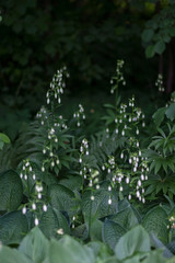 wild random flowers blooming in nature