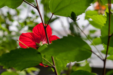 wild random flowers blooming in nature