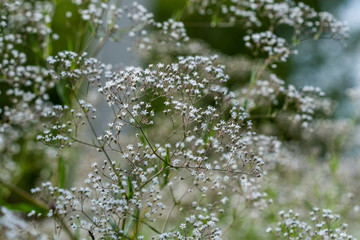 wild random flowers blooming in nature