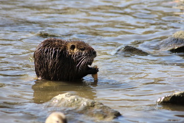 Fototapeta premium Nutria