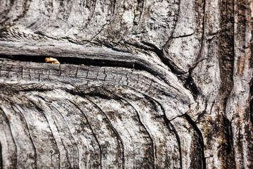 old dry tree trunk stomp texture with bark