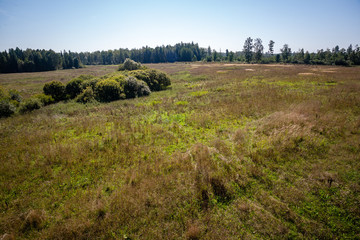 Fototapeta premium bushes and trees in autumn mist in green meadow