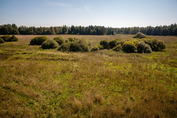 bushes and trees in autumn mist in green meadow