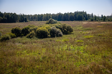 Fototapeta premium bushes and trees in autumn mist in green meadow