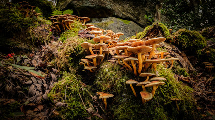 Mushrooms on the Forest Floor
