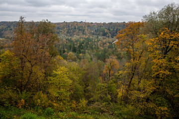 bushes and trees in autumn mist in green meadow