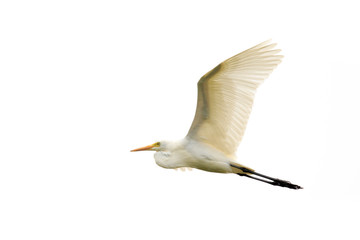 Image of Eastern Cattle egret (Bubulcus coromandus) flying on whitel background. Bird, Wild Animals.