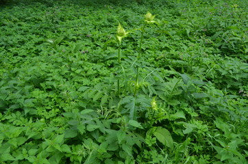 Poletko zielarskie - podagrycznik, wiązówka błotna i ostrożeń warzywny