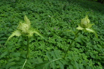 Ostrożeń warzywny wśród lisci podagrycznika, Cirsium oleraceum