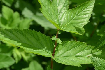 Wiązówka błotna - liście, Filipendula ulmaria