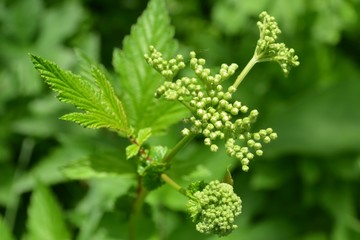 Wiązówka błotna - paki kwiatowe, Filipendula ulmaria © Ewa