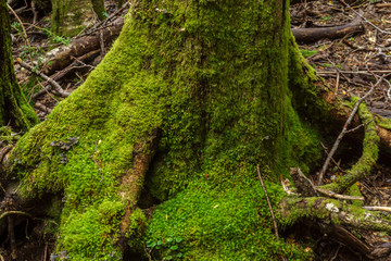 Green Moss in Nahuel Huapi National Park, near Bariloche, Patagonia, Argentina