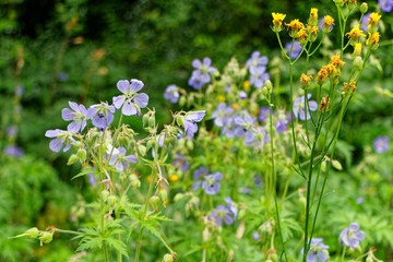 Obraz premium Wildblumen