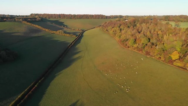 Pull away aerial shot over farmland and a herd of sheep at sunrise in the beautiful Chiltern Hills, United Kingdom