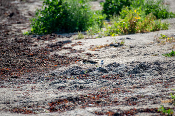 Obraz premium empty sea beach with sand dunes