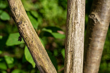 Obraz premium old dry tree trunk stomp texture with bark