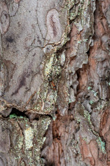 old dry tree trunk stomp texture with bark