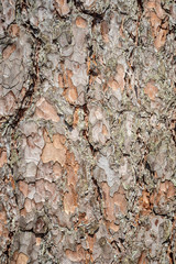old dry tree trunk stomp texture with bark