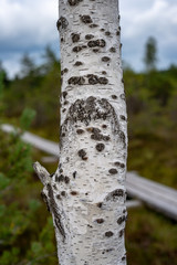 old dry tree trunk stomp texture with bark