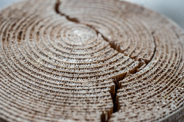 Fototapeta na wymiar old dry tree trunk stomp texture with bark