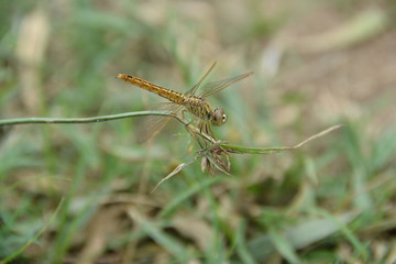 Closeup Dragonfly rest on the grass branch in the Nature