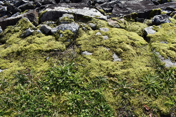 Obraz na płótnie Canvas 岩場に生える苔